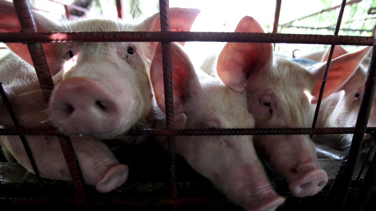 O fermă ilegală de porci a fost descoperită într-o unitate militară