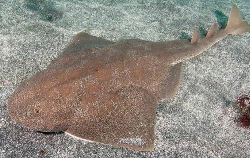 Rechinii-înger, amenințați cu extincția din cauza încălzirii apei mărilor și oceanelor care sperie femelele