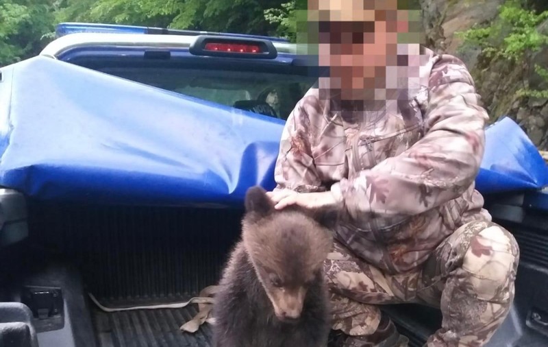Ursuleț salvat de jandarmi, după ce a alunecat pe versant lângă Barajul Vidraru