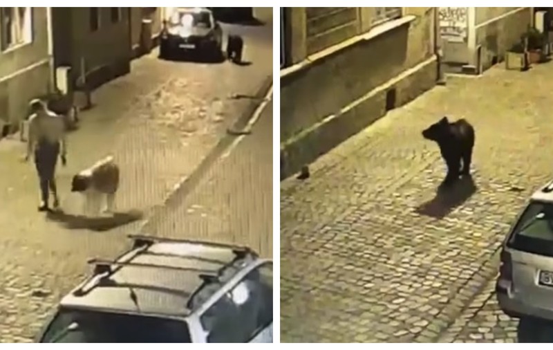 O femeie care își plimba câinele pe o stradă din Brașov s-a trezit cu un urs în spate - VIDEO