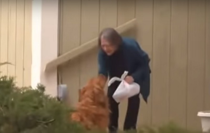 VIDEO / Un câine livrează alimente pentru o bătrână aflată în izolare