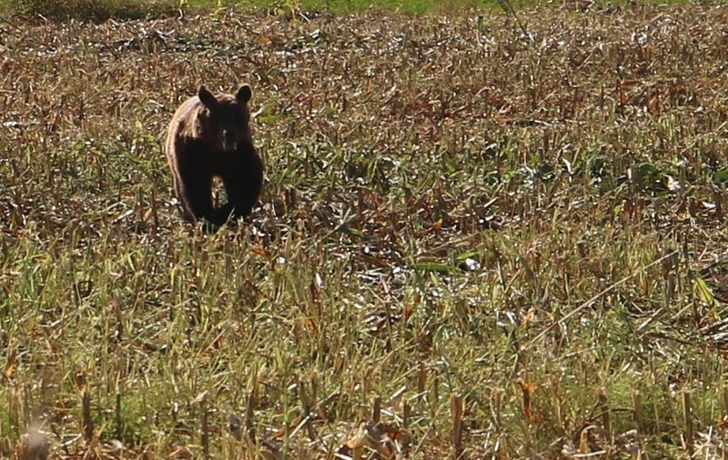 Trei bărbaţi, atacaţi de urs în Vrancea. Animalul a fost omorât de localnici