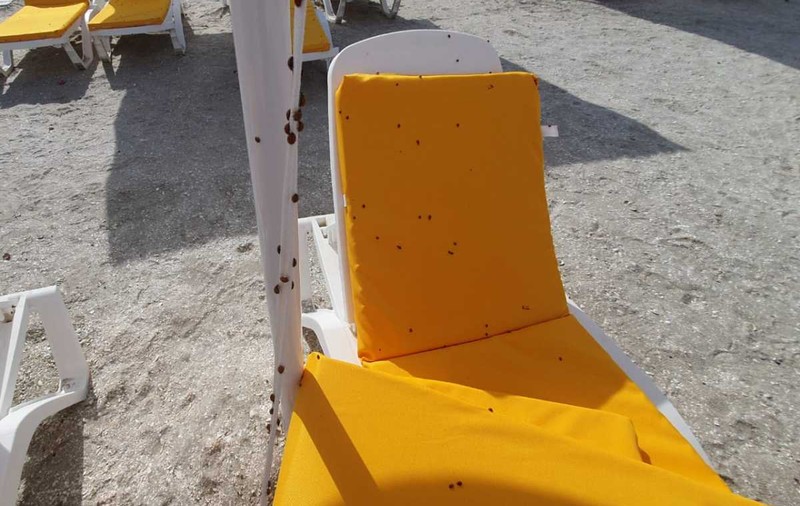 E invazie de buburuze pe Litoral, turiștii scapă de ele numai în apă. Când vor dispărea