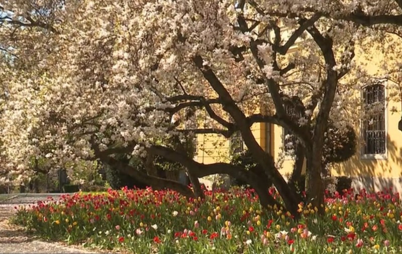 Magnoliile seculare din Oradea au înflorit și atrag sute de vizitatori la Palatul Baroc