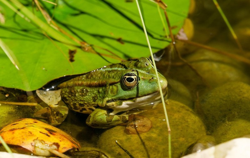 Târgul de broaște din orașul francez Vitel stârnește furia ecologiștilor. 350.000 de amfibieni, capturați în Turcia și Indonezia, se află în „meniu”