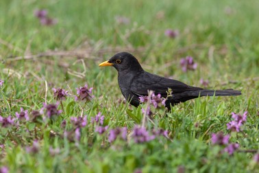 Turdus merula -mierla