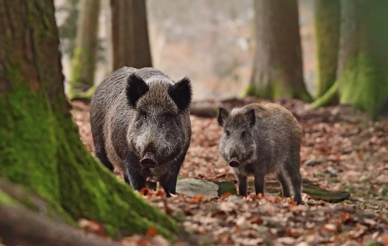 Porc mistreț în Otopeni, într-un parc plin de copii. Mesaj RO Alert: „Rămâneți în locuințe!”