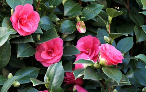 camelia roz