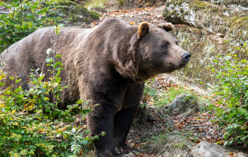 Bărbat atacat de urs, în județul Prahova. Autoritățile au emis un mesaj Ro-Alert pentru populația din zonă