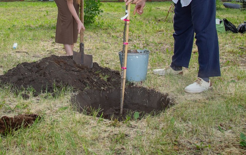 O familie s-a îmbogățit peste noapte după ce a săpat în grădină: „Dintr-odată au ieșit din pământ”