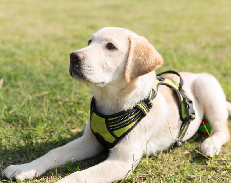 Labrador - ce temperament are câinele care iubește înotul