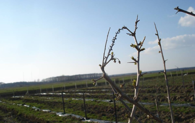Cea mai mare cultură bio de goji din România, o investiție unică în Europa, riscă să fie distrusă - FOTO