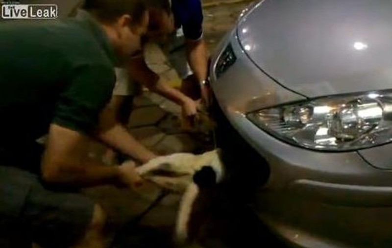 El este căţelul Chuck Norris! Vezi CUM a păcălit MOARTEA! | VIDEO