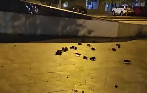 Șobolani pe un trotuar din București