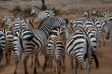 Autoritățile din Kenya vor să afle numărul exact al zebrelor din această țară | Foto: Profimedia