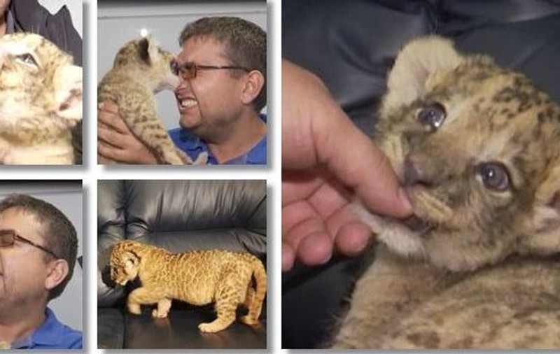 Puiul de leu care urma să fie vândut ca animal de companie a ajuns la Zoo Timișoara. A fost despărțit de mamă la doar câteva săptămâni de la naștere / VIDEO