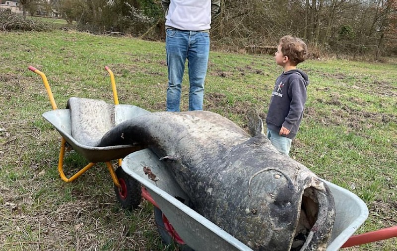 Somn uriaș de 2,60 metri și 100 kg, găsit într-o baltă din Germania. Legenda „monstrului” s-a adeverit