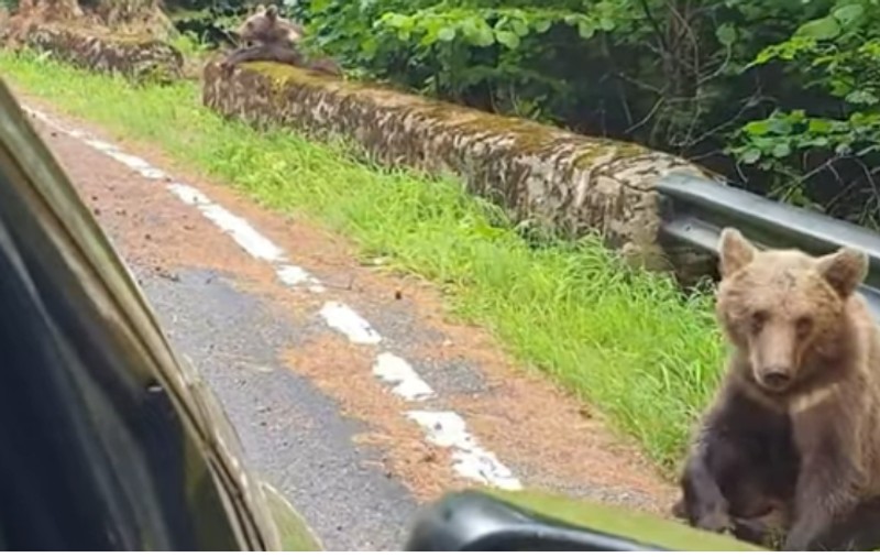 „Hai, măi, frumosule, hai sus!”. Șofer pe Transfăgărășan, la un pas să fie atacat de un urs