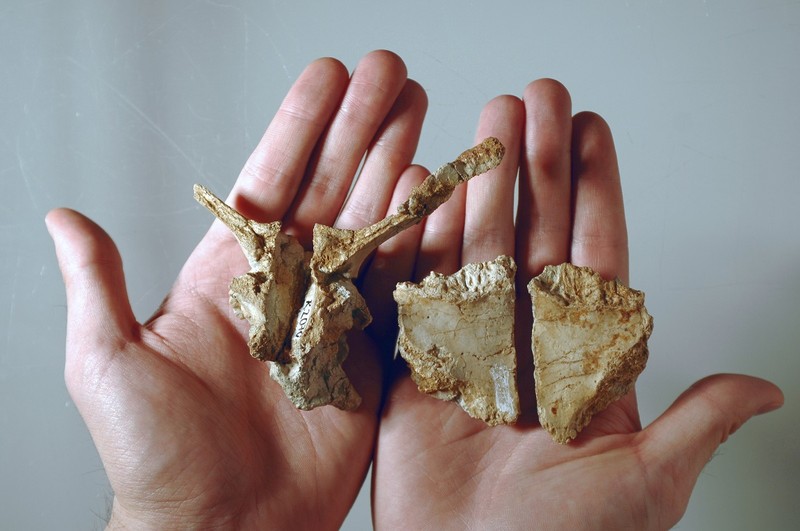 Fragmente din craniul de Transylvanosaurus | Foto: Dylan Bastiaans - Universitatea din Zürich