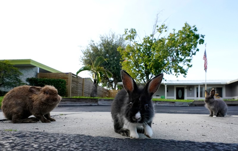 Invazie de iepuri în orașul Fort Lauderdale din Florida. Din ce cauză au ajuns animalele să se înmulțească pe străzi