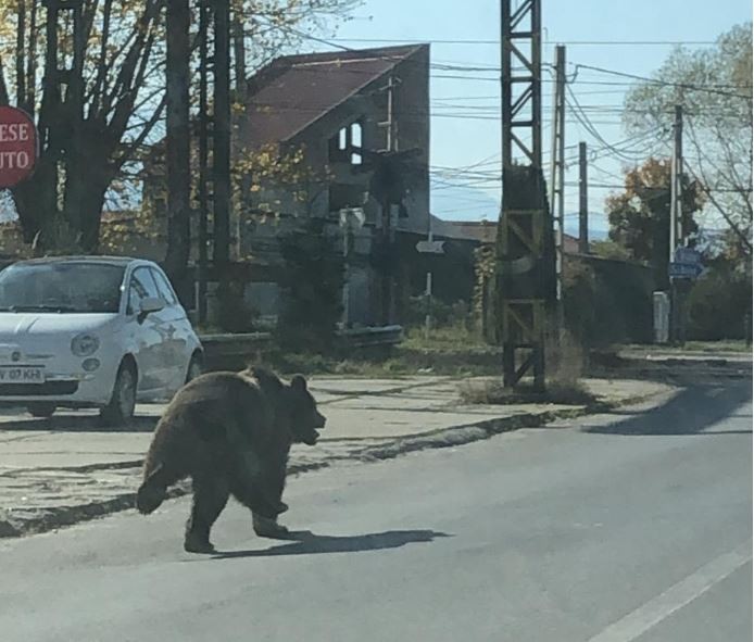 Ursul a fost alungat în pădure de către jandarmi / foto: Monitorul de Făgăraș