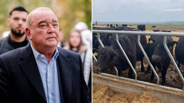 Ferma Black Angus a lui Gigi Nețoiu, amendată din nou, cu 40000 de lei Ce au găsit inspectorii