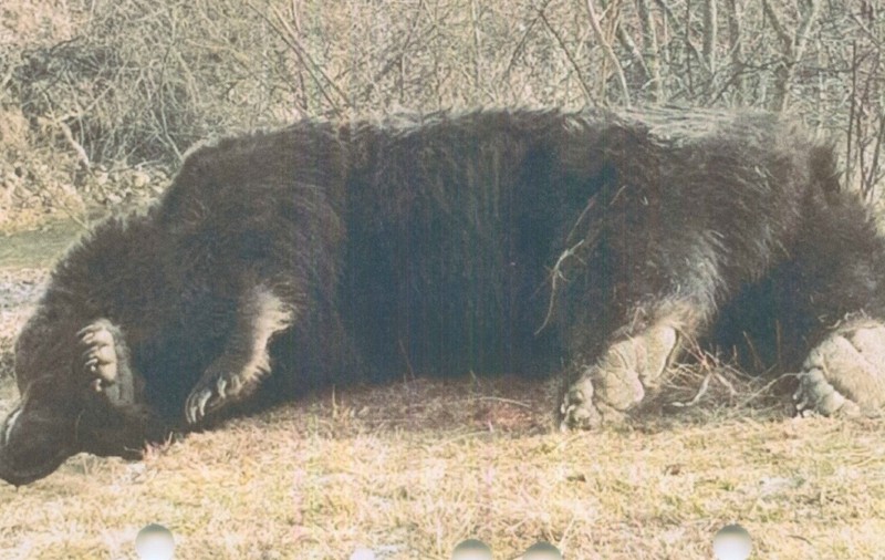 Ministrul mediului a anunțat că trofeul ursului Arthur rămâne în țară. Blana animalului se află într-o tăbăcărie din Târgu Secuiesc