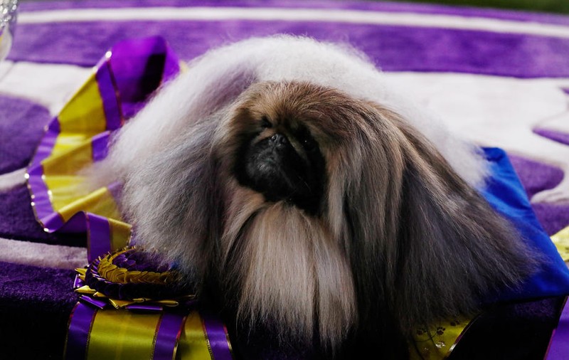Pechinezul Wasabi, câştigătorul tradiționalei competiţii Westminster Dog Show din New York