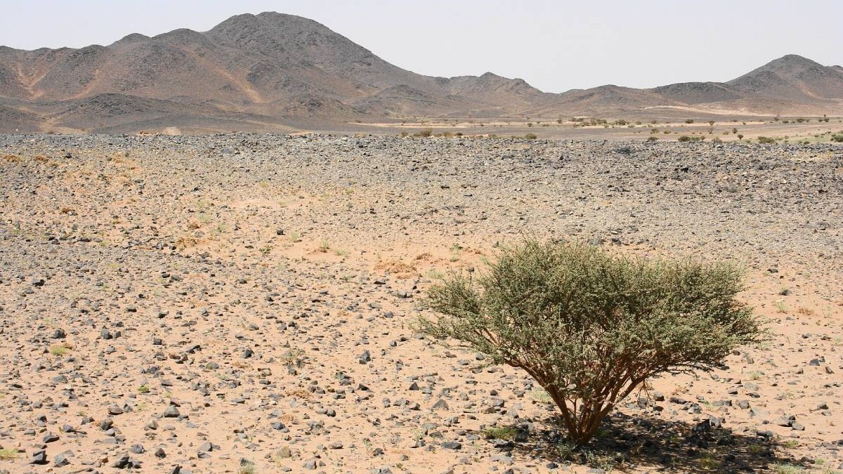 Un zăcământ uriaș, cu peste 110 milioane de tone de minereu cu pământuri rare și uraniu, a fost găsit la Jabal Sayid. Sursă foto: darrylkeith / Wikimedia Commons / CC BY-SA 3.0