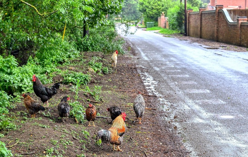 „Au scăpat de sub control!” 100 de găini sălbăticite terorizează un sat din Anglia. Locuitorii spun că viața lor s-a transformat „într-un iad”