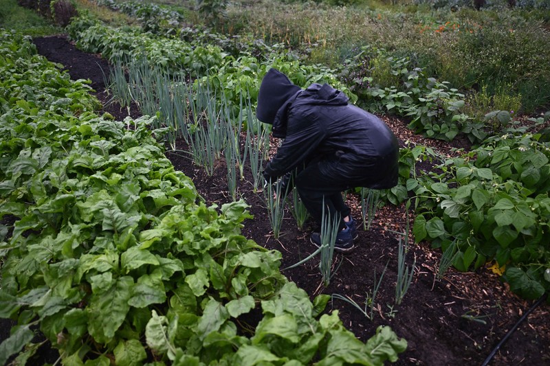 Agricultură regenerativă într-o fermă a comunității din Cracovia, Polonia. Foto: Profimedia
