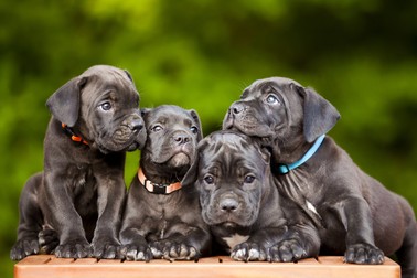 Pui Cane Corso