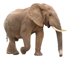 Elefantul -specii de animale pe cale de dispariție