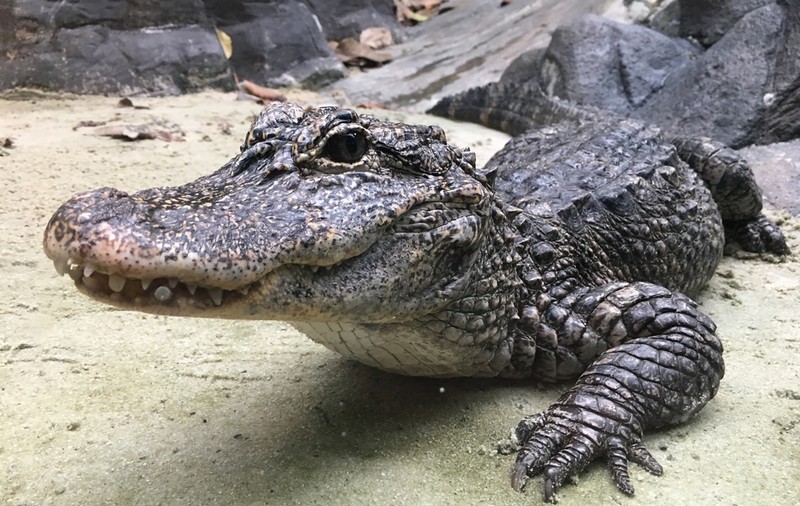 Un aligator orb a intrat într-o fabrică din China. Cât timp a durat capturarea animalului