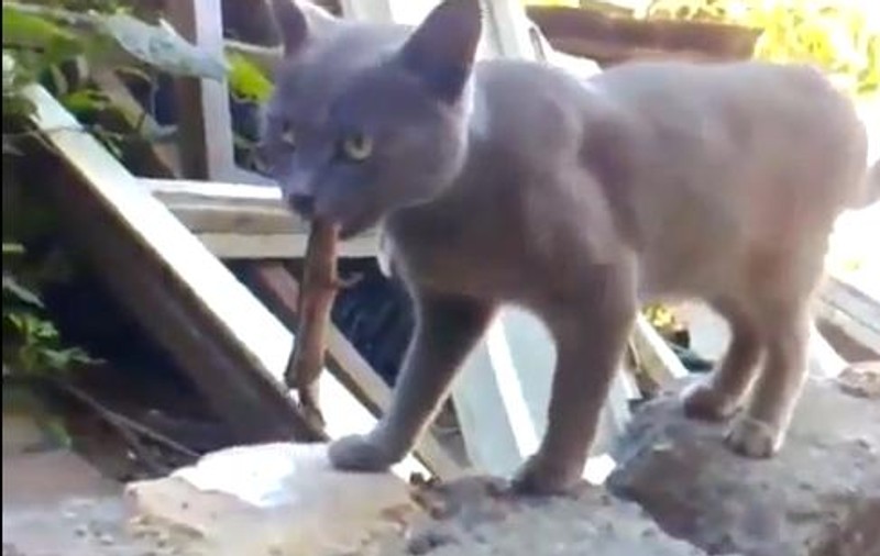 Cea mai ghinionistă pisică! Uite cum a invins-o şopârla pe care voia să o înfulece | VIDEO