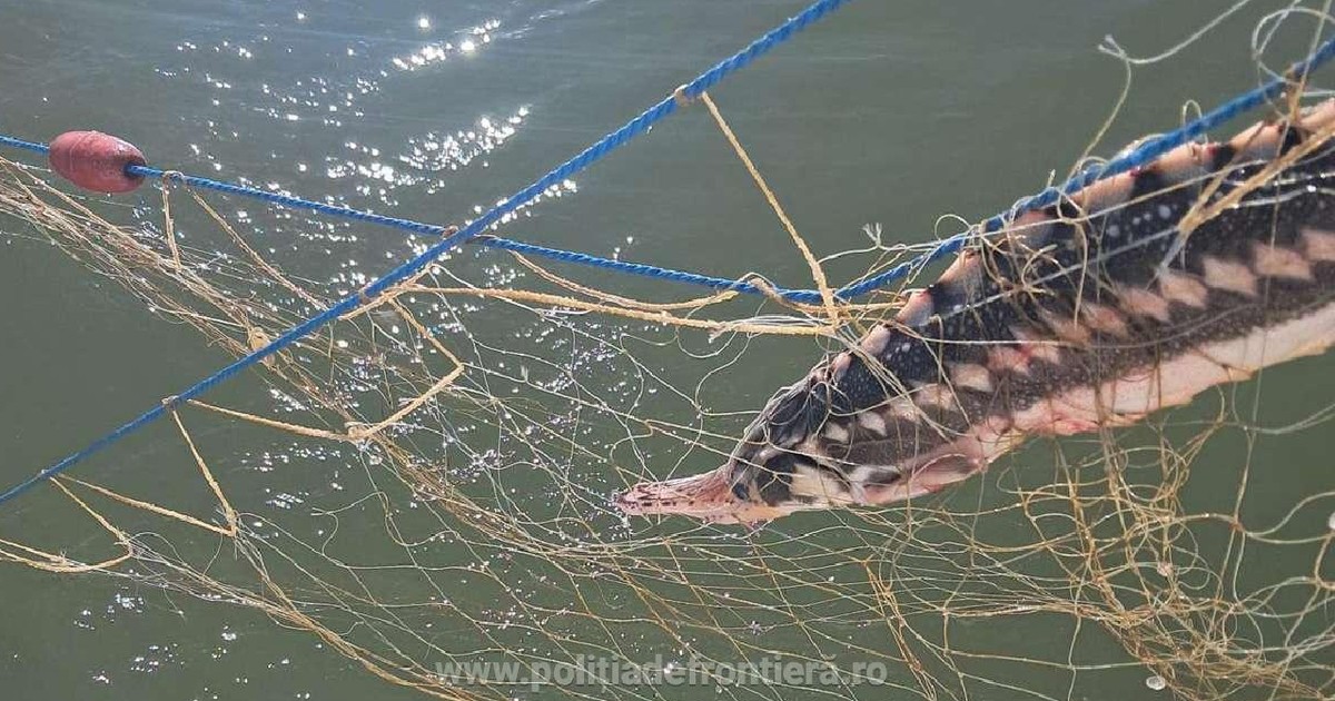 Sturion prins in plase ilegale din Marea Neagră