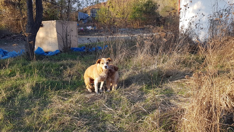 Deși cu stăpân, un pui și mama lui vin la ora mesei pe lângă țarcuri, după boabe