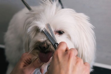Îngrijirea și toaletarea Bichonului