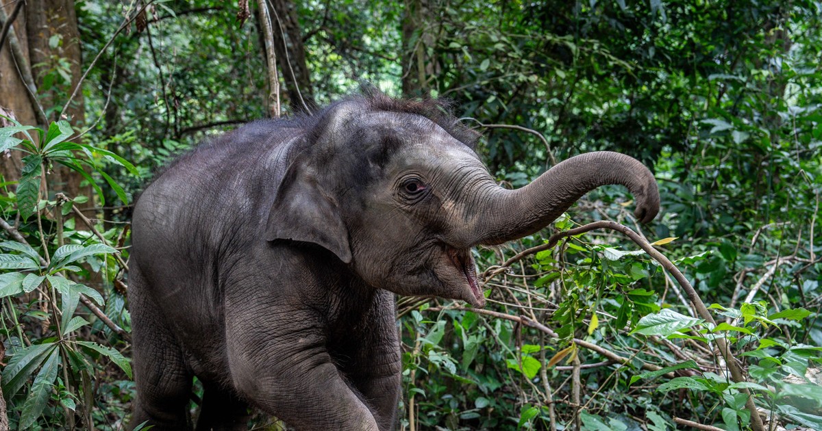 Elefant surprins în pădure