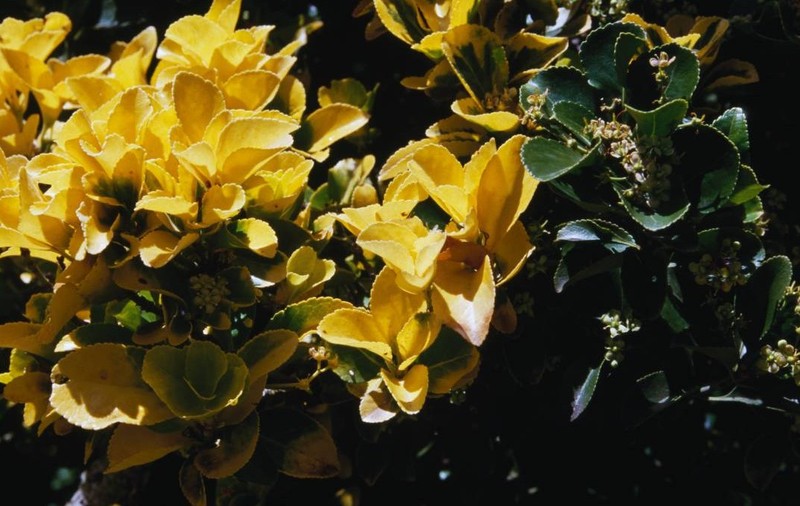 Fusarul japonez (Euonymus japonicus Aureomarginata), Celastraceae