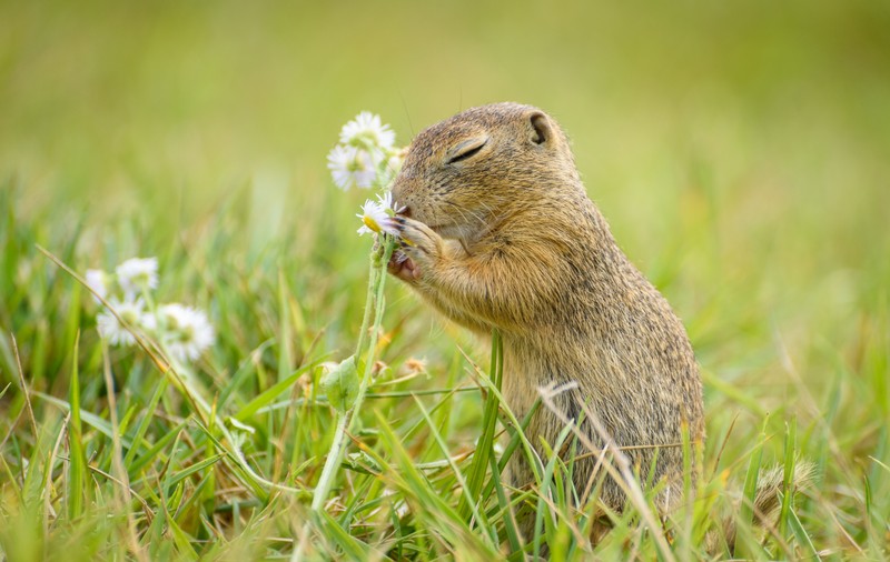Popândăul - curiozități și lucruri surprinzătoare despre acest mic animal