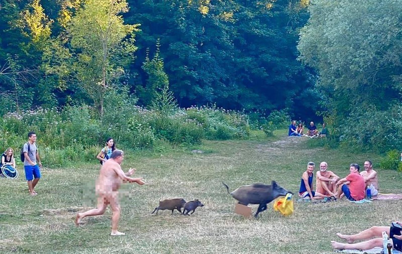 Mistrețul alergat de un nudist pentru că i-a furat laptopul este amenințat cu eutanasierea. Decizia autorităților, întâmpinată cu proteste