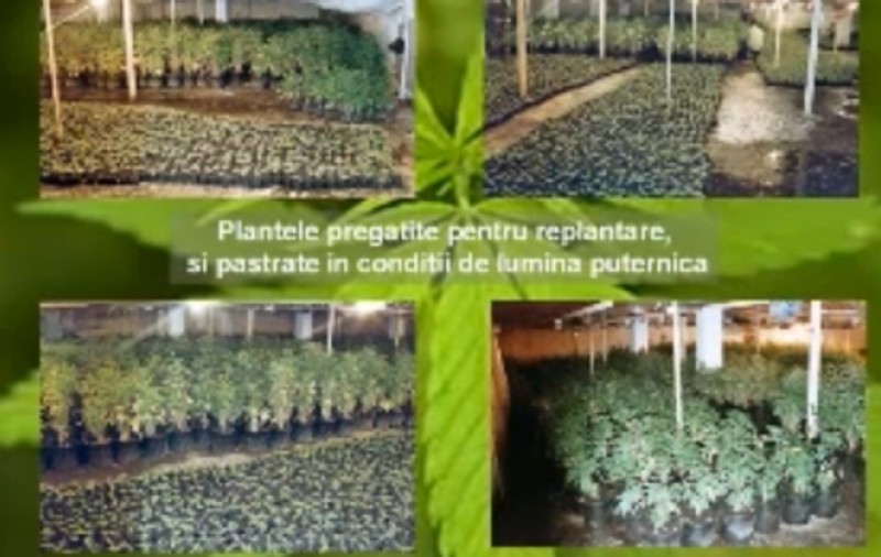 Turc, cultivator de cannabis, extrădat în România