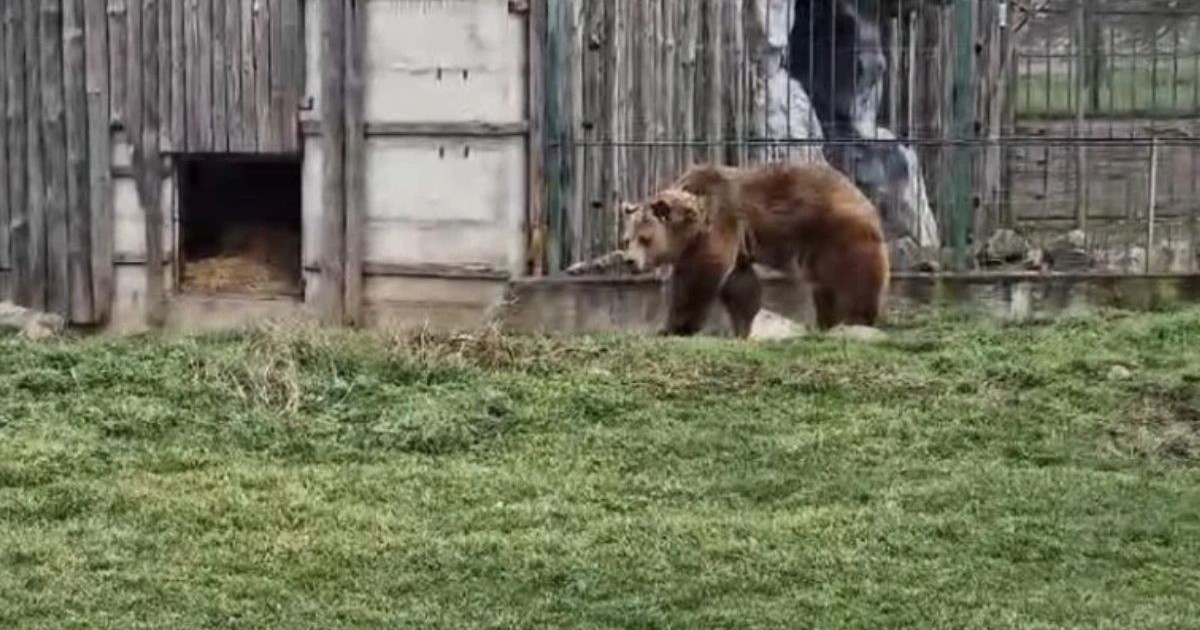 Ursii de la Zoo Oradea ies din bârlog , 2 februarie 2025