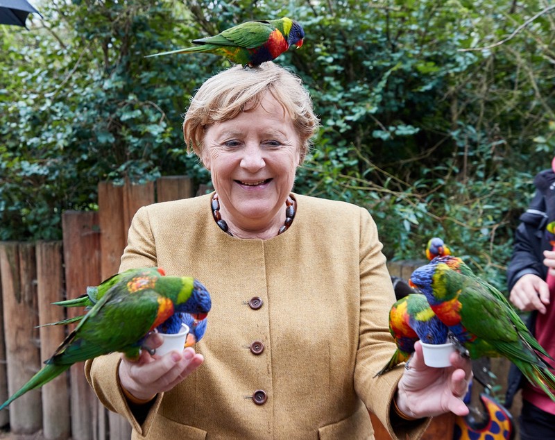 Imaginea zilei: Angela Merkel, ciupită de papagali, în timpul unei vizite la parcul de păsări din Marlow