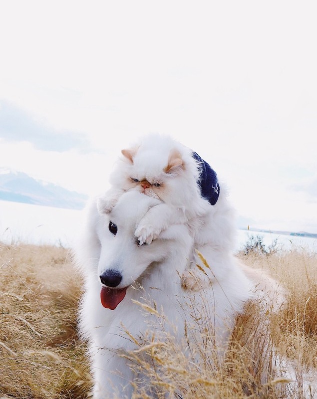 VIDEO | Prietenie la cataramă între un câine samoyed și o pisică persană