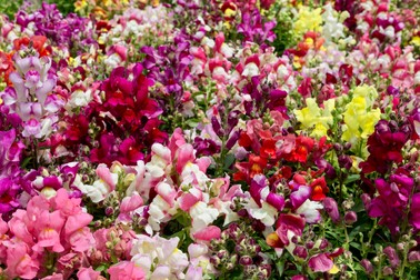 Varietati de Antirrhinum