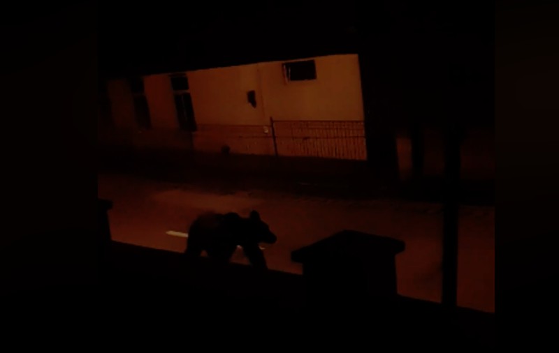 VIDEO | Un urs a făcut ravagii în Alba: a ucis un câine și un porc