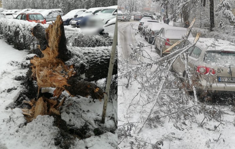 Copaci căzuţi pe carosabil şi maşini din cauza vântului şi zăpezii în Suceava