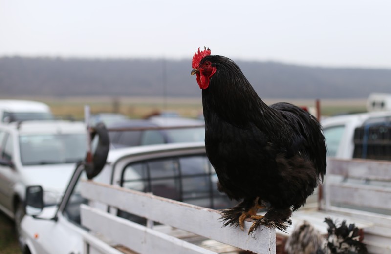 Cocoşul de rasă Brahma, în greutate de şase kilograme, costă 80 de lei